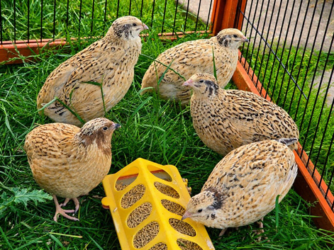 Quail