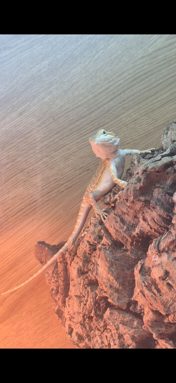 13 week bearded dragon and vivarium