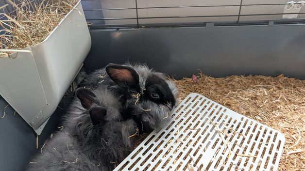 Lion lop mini and lionhead bunnies