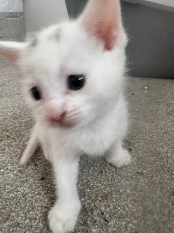 Beautiful kittens for sale