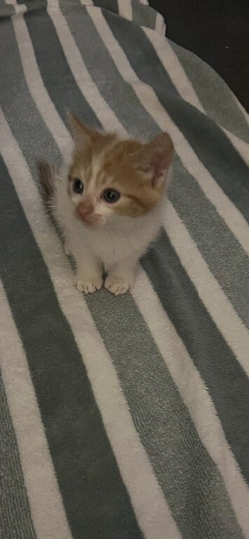 Kitten for sale