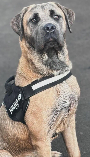 Formentino mastiff stud