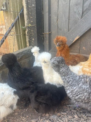 USA silkies