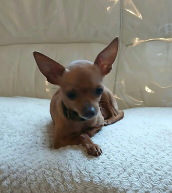 Russian toy terrier