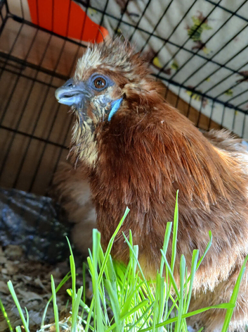 Special Needs Silkie Hen, Read Description