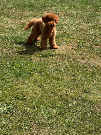 Toy poodle stud