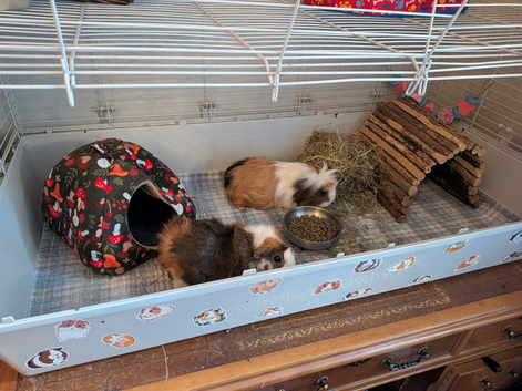 Two beautiful, friendly female guinea pigs and accessories