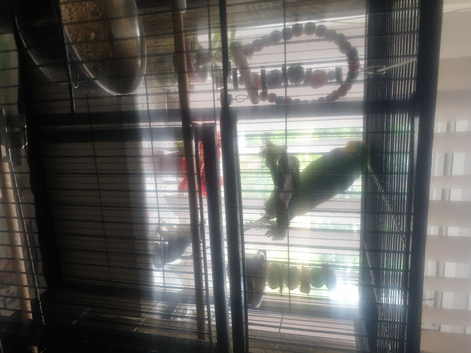 Hand tamed Baraband parakeet