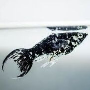 Black Dalmatian Lyretail Mollies