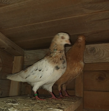 Roller pigeon