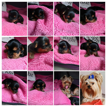 Adorable Yorkshire Terrier puppies.