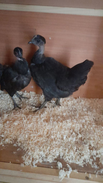 4 necked neck bantam chickens