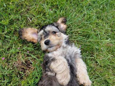Brilliant Cockalier-a-Poo Puppies &ndash; Ready Soon!
