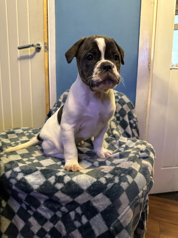 Reduced Stunning olde Tyme bulldogs