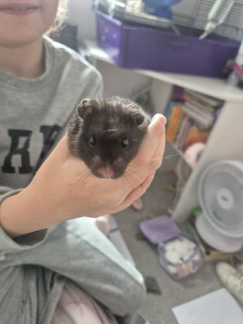 Black Male Syrian Hamster