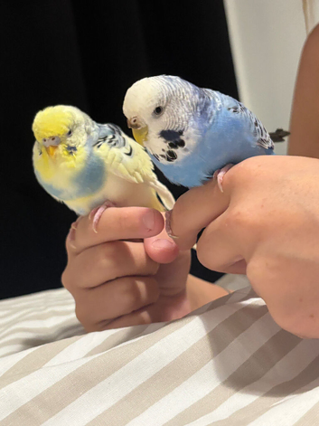 2 female budgies