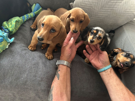 3 Miniature Dachshund puppies ( 2 Tan&1 long haired silver dapple )