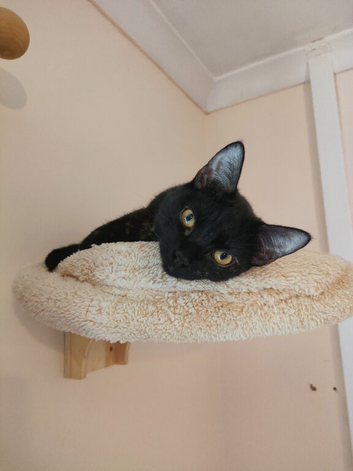 2x female cats for rehoming