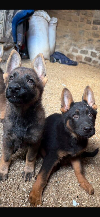 Beautiful German shepherd pups
