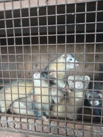 Ferret