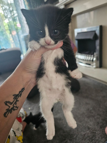 Tuxedo and black and white loving kittens