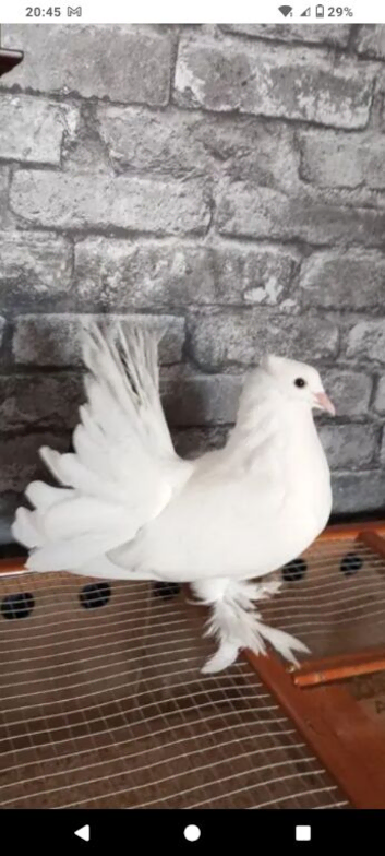 Young hen fantail for sale