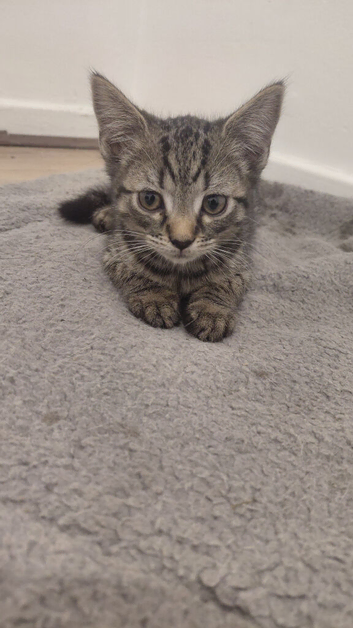3 kittens. 1 girl 2 boys