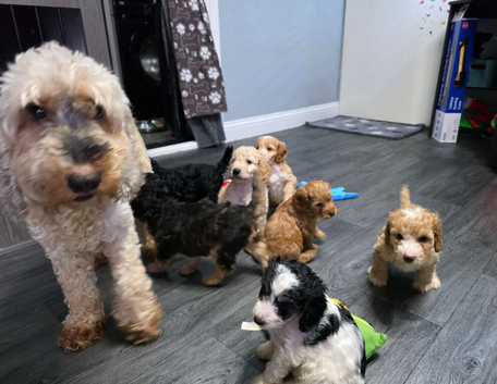 Gorgeous Cockapoo Puppies - Ready Thursday 8th October
