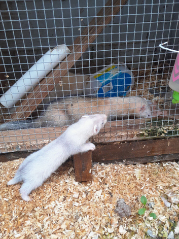 Ferrets