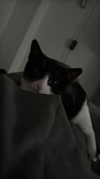 Kitten for sale