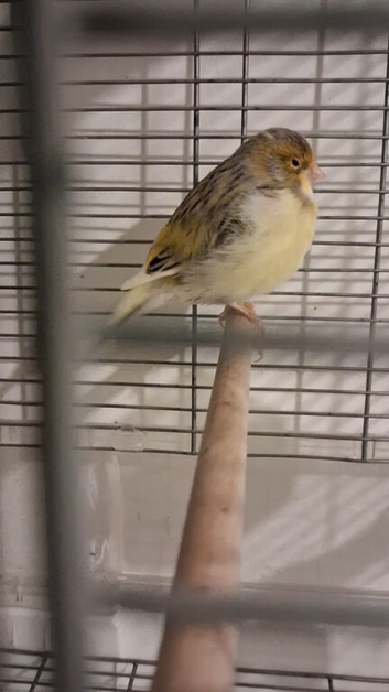 Nice singing cock bird with cage or without cage.