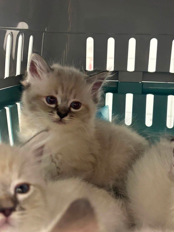 Beautiful ragdoll kittens