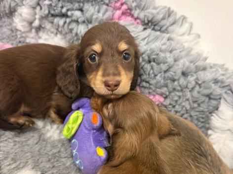 Beautiful litter of Long-haired Miniature Dachshund Puppies