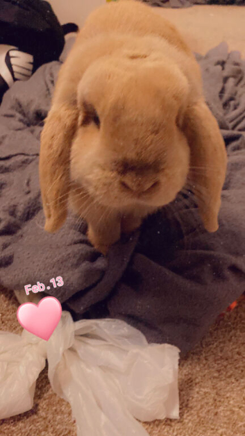 Looking for new home for my rabbit