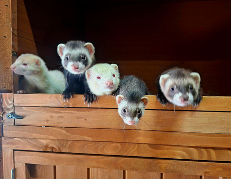 Ferrets For Sale