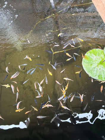 Koi
