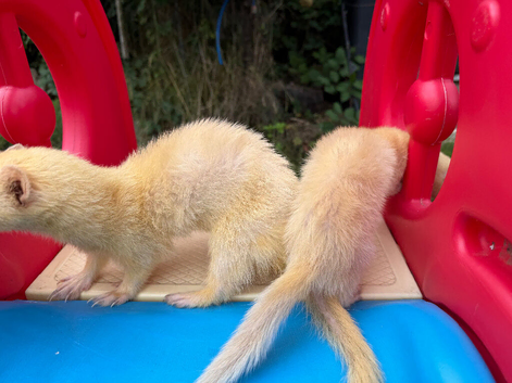 White ferrets