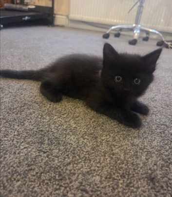 Last remaining 9 week old kitten