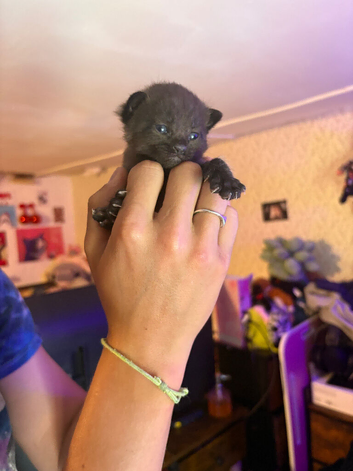 4 half Russian blue kittens!