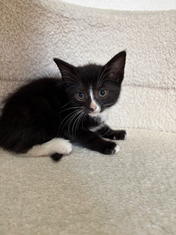 Female kittens