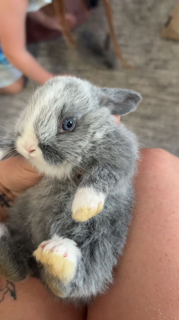 Mini lops for sale