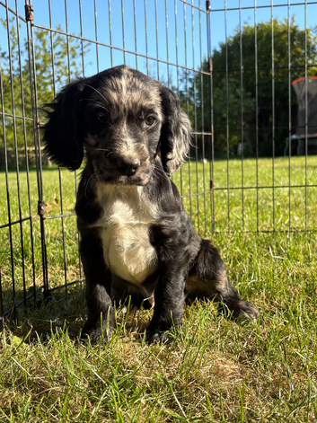 Cocker spaniel