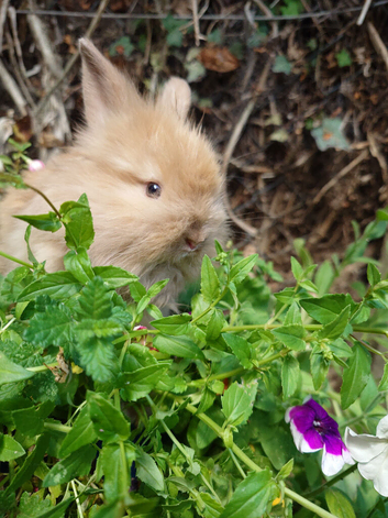 Angora buck