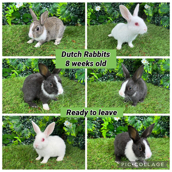 Dutch rabbit babies 8 weeks old