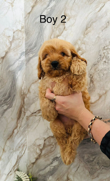 Adorable Cavapoo puppies