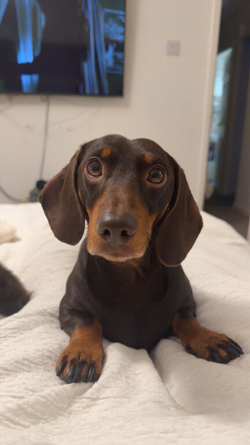 Woody
