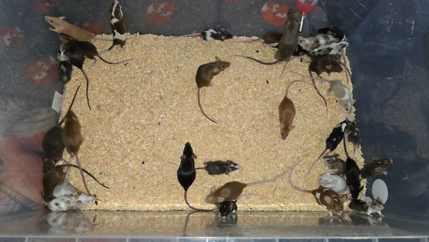 Fancy Mice Babies available, Mostly Females