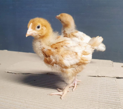 Hens / chickens for sale