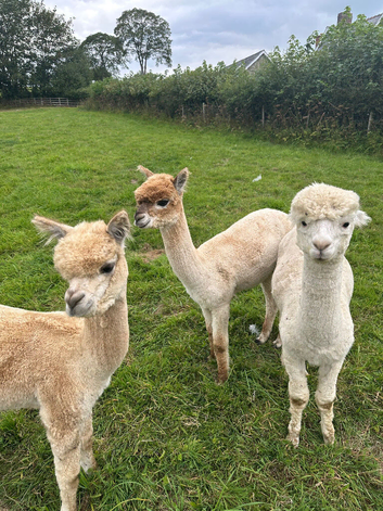 3 Yearling Pet Boy Alpacas