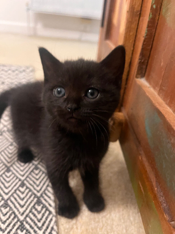 Ragdoll kittens for sale